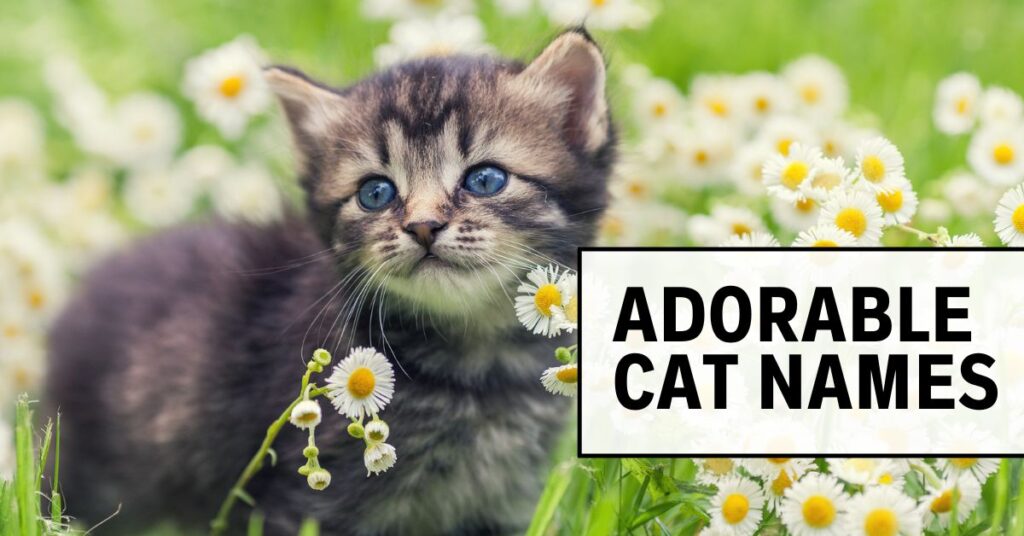 Cat Names