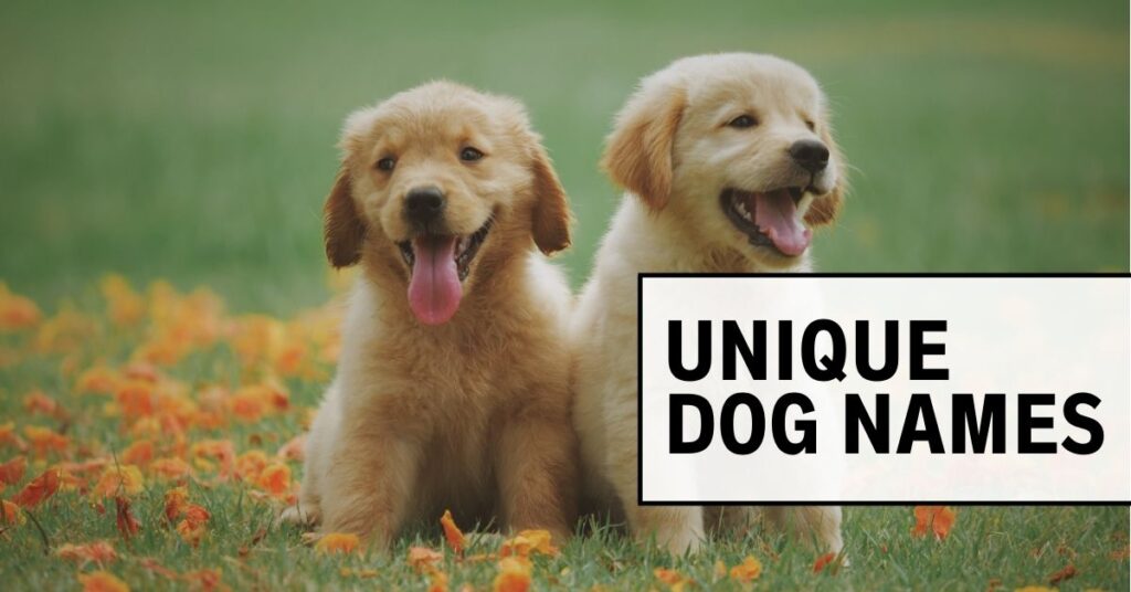 Dog Names