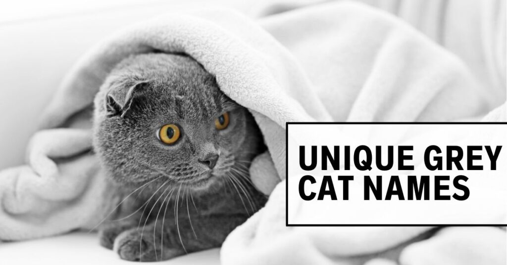 Grey Cat Names