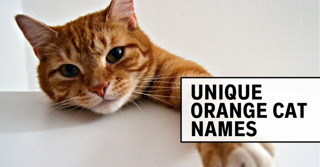 Orange Cat Names