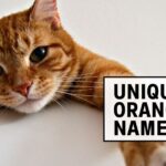 Orange Cat Names