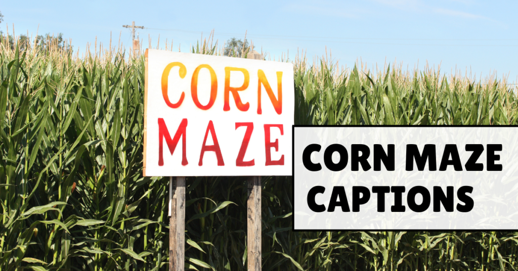 Corn Maze Captions
