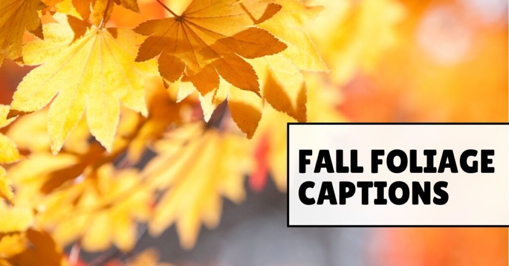 fall foliage captions