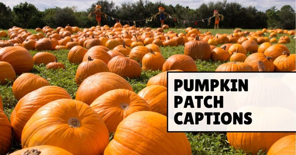 pumpkin patch captions