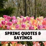 Spring Quotes