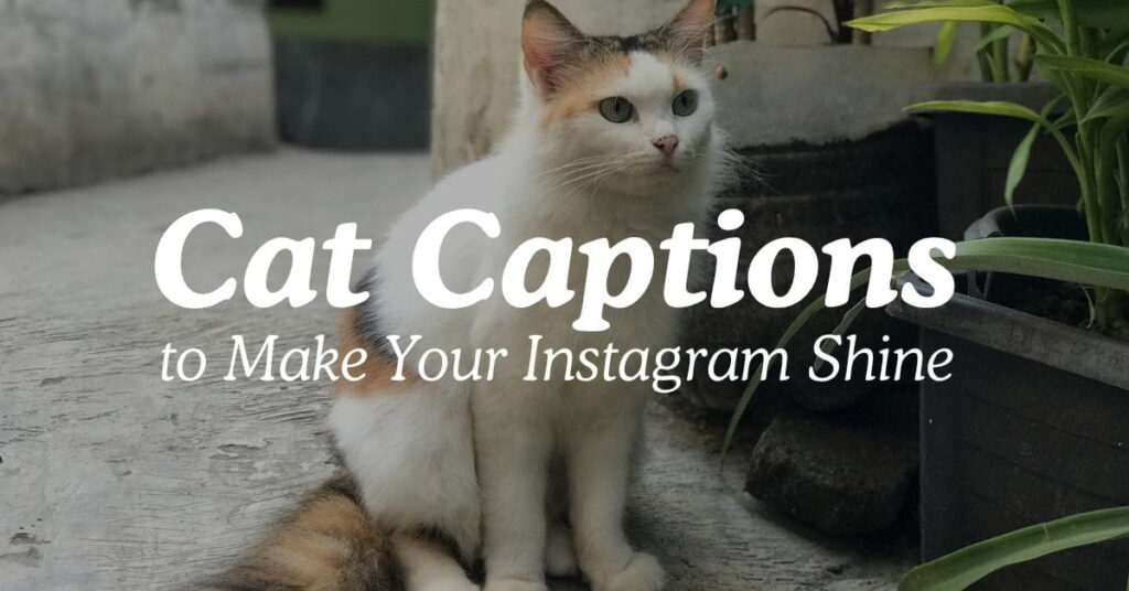 Cat Captions to Show Off Your Furry Friend