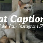 Cat Captions to Show Off Your Furry Friend