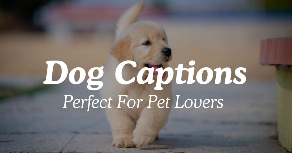 Dog Captions Perfect For Pet Lovers