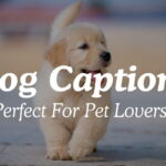 Dog Captions Perfect For Pet Lovers