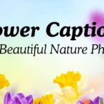 Flower Captions For Beautiful Nature Photos