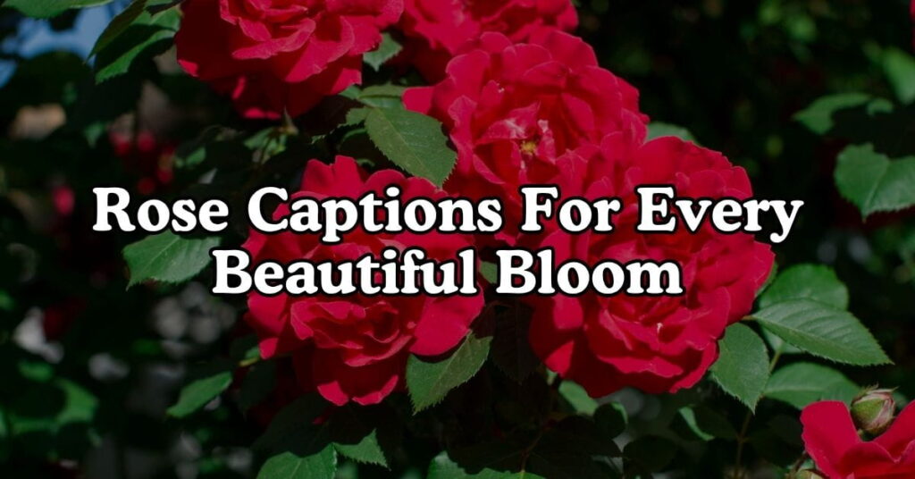 Rose Captions for Every Beautiful Bloom