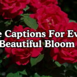 Rose Captions for Every Beautiful Bloom