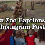 Best Zoo Captions For Instagram Posts