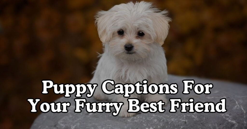 Puppy Captions For Your Furry Best Friend