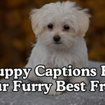 Puppy Captions For Your Furry Best Friend