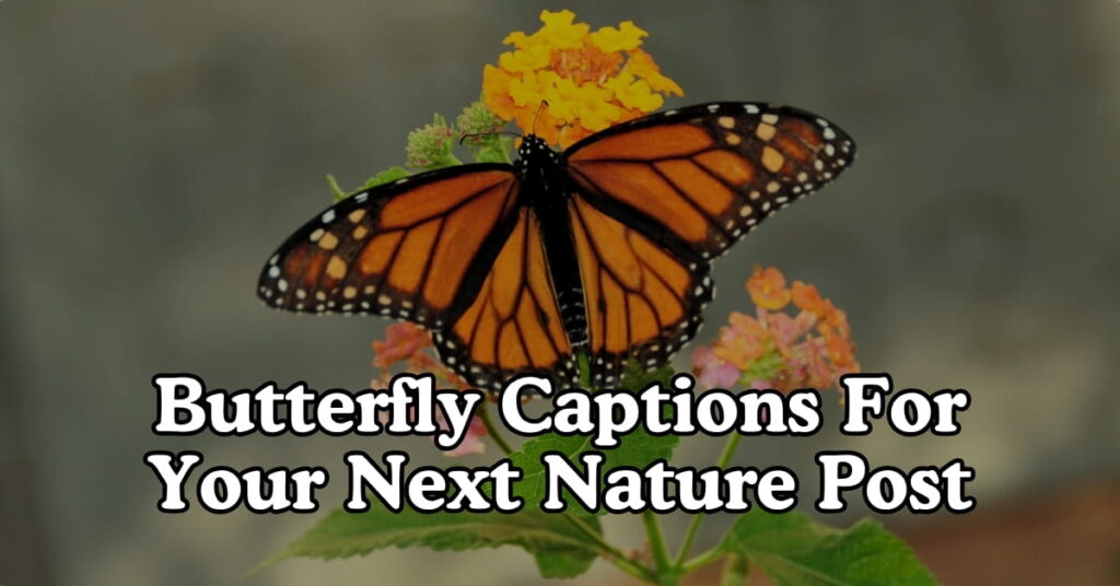 Butterfly Captions For Your Next Nature Post