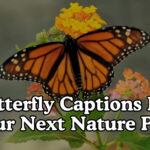Butterfly Captions For Your Next Nature Post