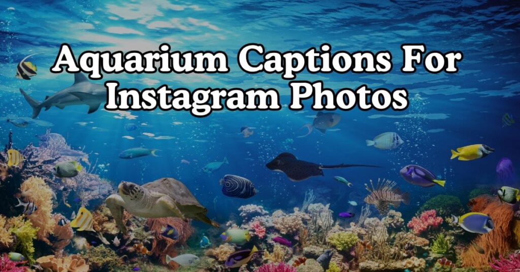 Aquarium Captions For Instagram Photos
