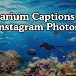 Aquarium Captions For Instagram Photos